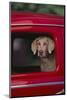 Weimaraner Sitting in an Automobile-DLILLC-Mounted Photographic Print