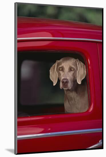 Weimaraner Sitting in an Automobile-DLILLC-Mounted Photographic Print