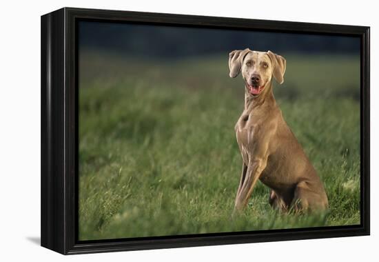 Weimaraner Sitting in Field-DLILLC-Framed Premier Image Canvas