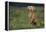 Weimaraner Sitting in Field-DLILLC-Framed Premier Image Canvas