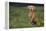 Weimaraner Sitting in Field-DLILLC-Framed Premier Image Canvas