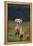 Weimaraner Sitting in Field-DLILLC-Framed Premier Image Canvas