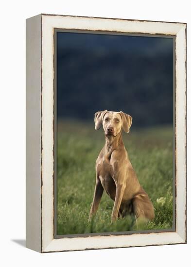 Weimaraner Sitting in Field-DLILLC-Framed Premier Image Canvas