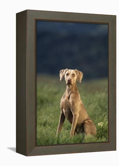 Weimaraner Sitting in Field-DLILLC-Framed Premier Image Canvas