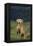 Weimaraner Sitting in Field-DLILLC-Framed Premier Image Canvas