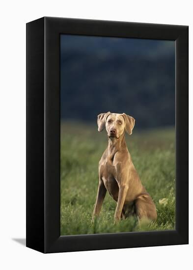 Weimaraner Sitting in Field-DLILLC-Framed Premier Image Canvas