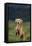 Weimaraner Sitting in Field-DLILLC-Framed Premier Image Canvas