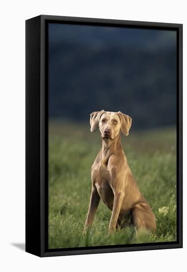 Weimaraner Sitting in Field-DLILLC-Framed Premier Image Canvas