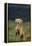 Weimaraner Sitting in Field-DLILLC-Framed Premier Image Canvas