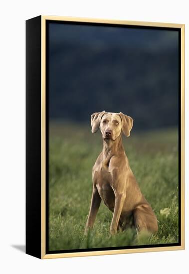 Weimaraner Sitting in Field-DLILLC-Framed Premier Image Canvas