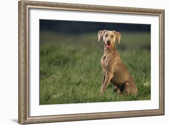 Weimaraner Sitting in Field-DLILLC-Framed Photographic Print