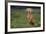 Weimaraner Sitting in Field-DLILLC-Framed Photographic Print