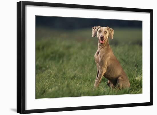 Weimaraner Sitting in Field-DLILLC-Framed Photographic Print