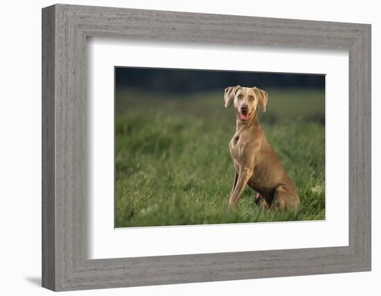 Weimaraner Sitting in Field-DLILLC-Framed Photographic Print