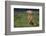 Weimaraner Sitting in Field-DLILLC-Framed Photographic Print