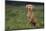 Weimaraner Sitting in Field-DLILLC-Mounted Photographic Print