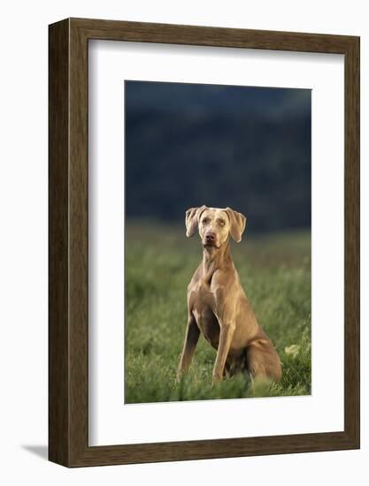 Weimaraner Sitting in Field-DLILLC-Framed Photographic Print