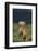 Weimaraner Sitting in Field-DLILLC-Framed Photographic Print