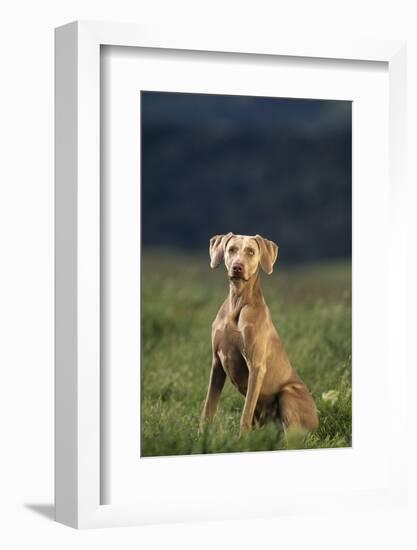 Weimaraner Sitting in Field-DLILLC-Framed Photographic Print