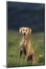 Weimaraner Sitting in Field-DLILLC-Mounted Photographic Print