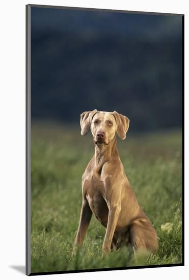 Weimaraner Sitting in Field-DLILLC-Mounted Photographic Print