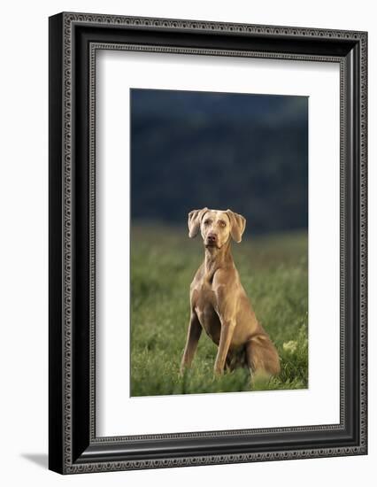 Weimaraner Sitting in Field-DLILLC-Framed Photographic Print