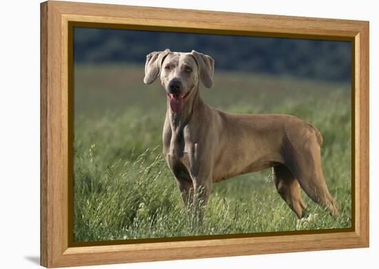 Weimaraner Standing in Field-DLILLC-Framed Premier Image Canvas