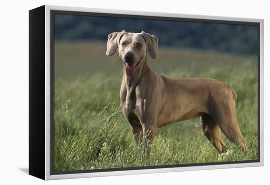 Weimaraner Standing in Field-DLILLC-Framed Premier Image Canvas