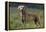 Weimaraner Standing in Field-DLILLC-Framed Premier Image Canvas