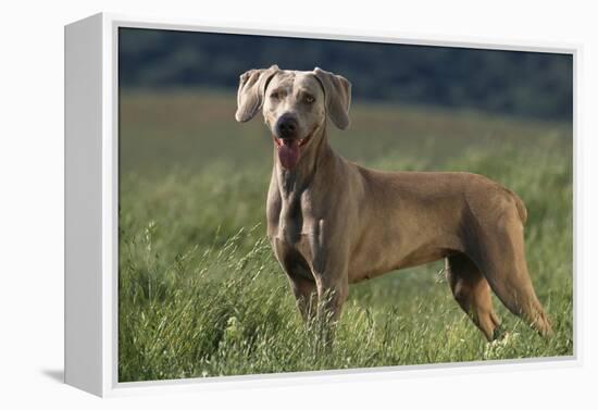 Weimaraner Standing in Field-DLILLC-Framed Premier Image Canvas