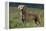 Weimaraner Standing in Field-DLILLC-Framed Premier Image Canvas