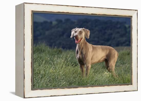 Weimaraner Standing in Field-DLILLC-Framed Premier Image Canvas