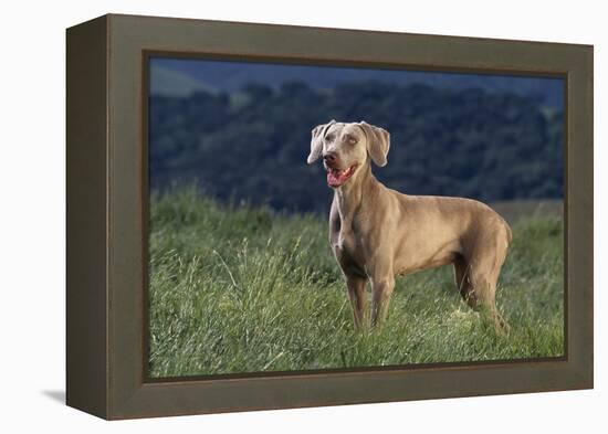 Weimaraner Standing in Field-DLILLC-Framed Premier Image Canvas