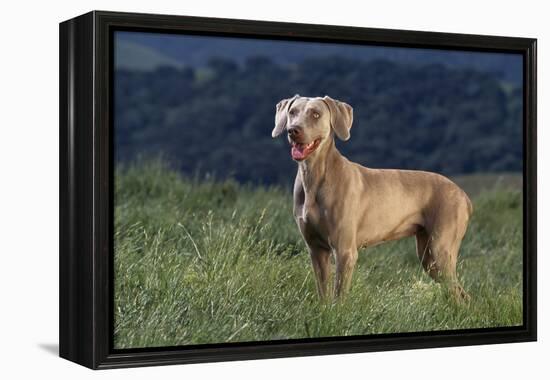 Weimaraner Standing in Field-DLILLC-Framed Premier Image Canvas