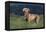 Weimaraner Standing in Field-DLILLC-Framed Premier Image Canvas