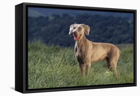 Weimaraner Standing in Field-DLILLC-Framed Premier Image Canvas