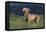 Weimaraner Standing in Field-DLILLC-Framed Premier Image Canvas