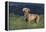 Weimaraner Standing in Field-DLILLC-Framed Premier Image Canvas