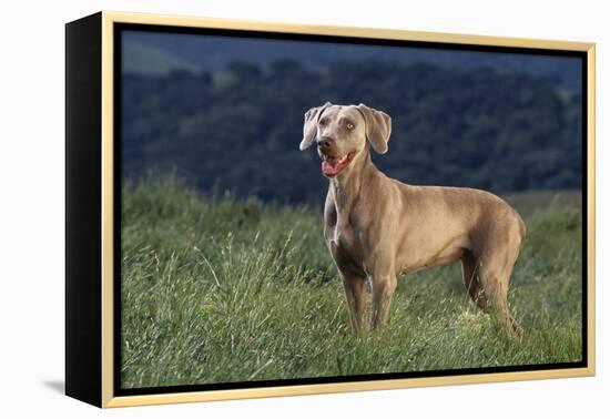 Weimaraner Standing in Field-DLILLC-Framed Premier Image Canvas