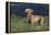 Weimaraner Standing in Field-DLILLC-Framed Premier Image Canvas