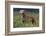 Weimaraner Standing in Field-DLILLC-Framed Photographic Print