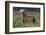 Weimaraner Standing in Field-DLILLC-Framed Photographic Print