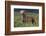 Weimaraner Standing in Field-DLILLC-Framed Photographic Print