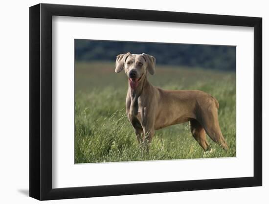 Weimaraner Standing in Field-DLILLC-Framed Photographic Print