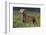 Weimaraner Standing in Field-DLILLC-Framed Photographic Print