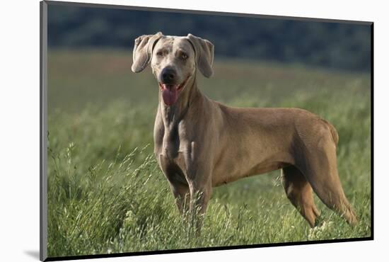 Weimaraner Standing in Field-DLILLC-Mounted Photographic Print