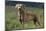 Weimaraner Standing in Field-DLILLC-Mounted Photographic Print