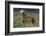 Weimaraner Standing in Field-DLILLC-Framed Photographic Print