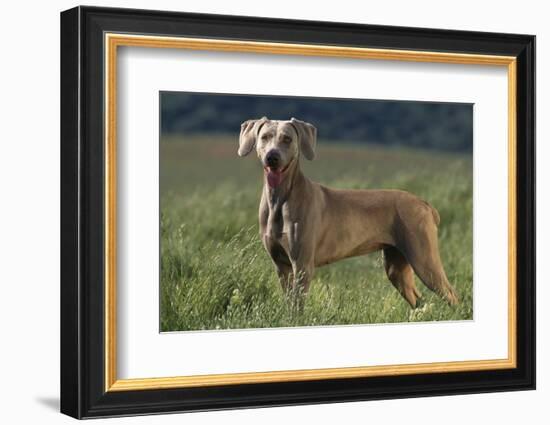 Weimaraner Standing in Field-DLILLC-Framed Photographic Print