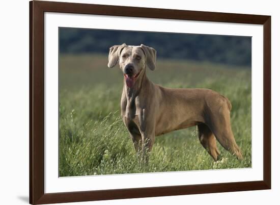 Weimaraner Standing in Field-DLILLC-Framed Photographic Print